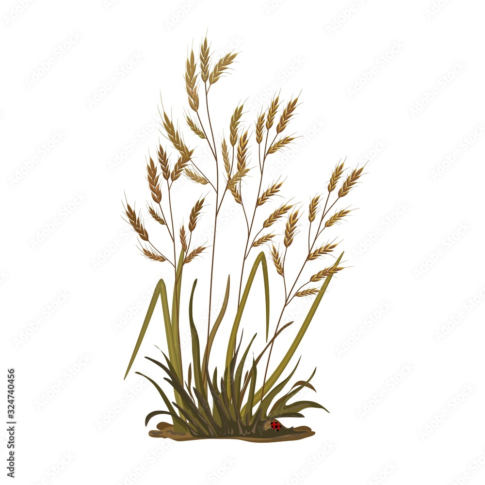 Illustration of a bunch of grass, ears, cereal grass on a white background Illustration of a bunch of grass, ears, cereal grass on a white background
