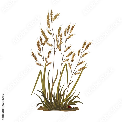 Illustration of a bunch of grass  ears  cereal grass on a white background