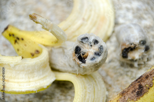 Seeds of wild banana. Banana on rock in the wild