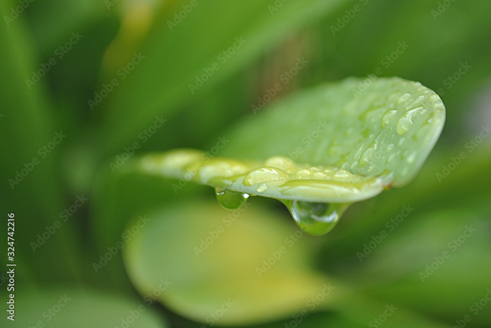 Dewdrops on the tip of a leaf, soft background Dewdrops on the tip of a leaf, soft background