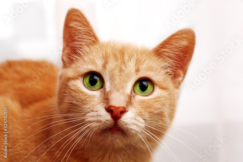 full face portrait of looking up ginger cat in white background