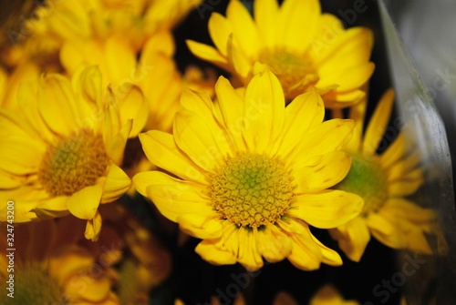 Close up of yellow chrysanthemum flowers  soft background