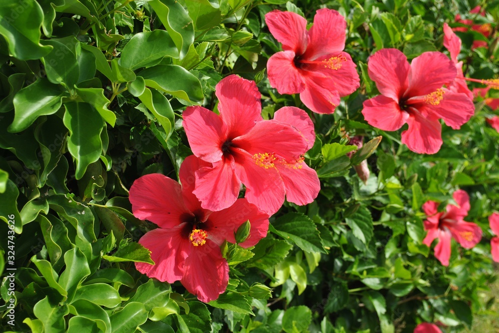 Medium close up of red hibiscus flowers in a garden Medium close up of red hibiscus flowers in a garden