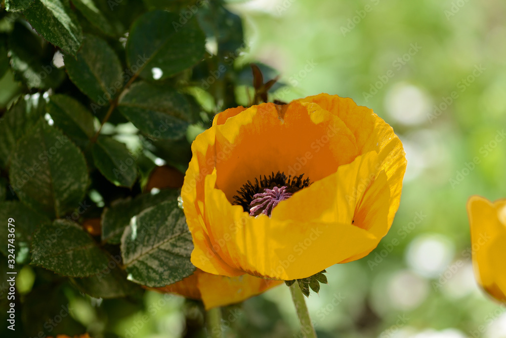 Yellow poppy flower in the garden on a bright summer day Yellow poppy flower in the garden on a bright summer day