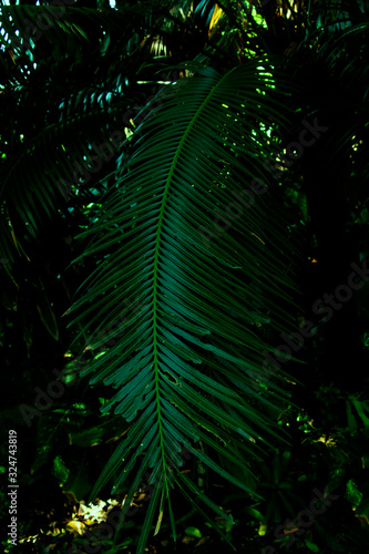 Tropical dark  small and long slender green leaves. Abstract green texture  natural background for wallpaper