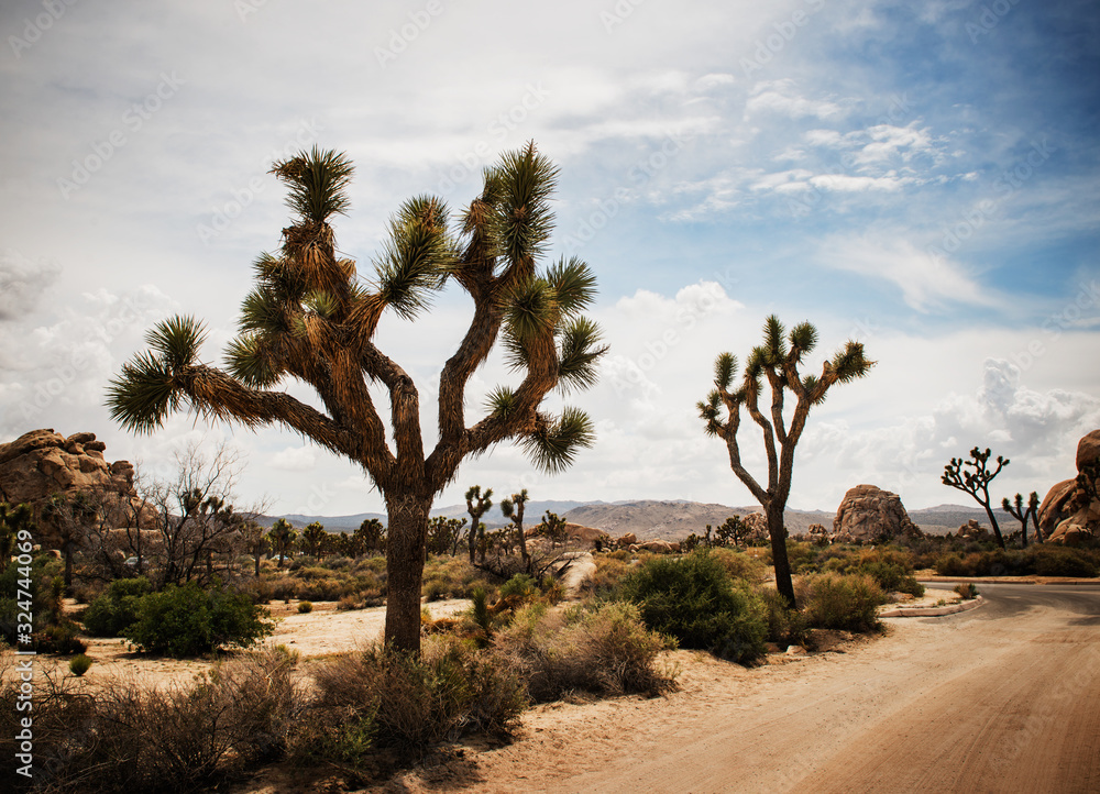 Landscape of Joshua Tree National Park, California Landscape of Joshua Tree National Park, California