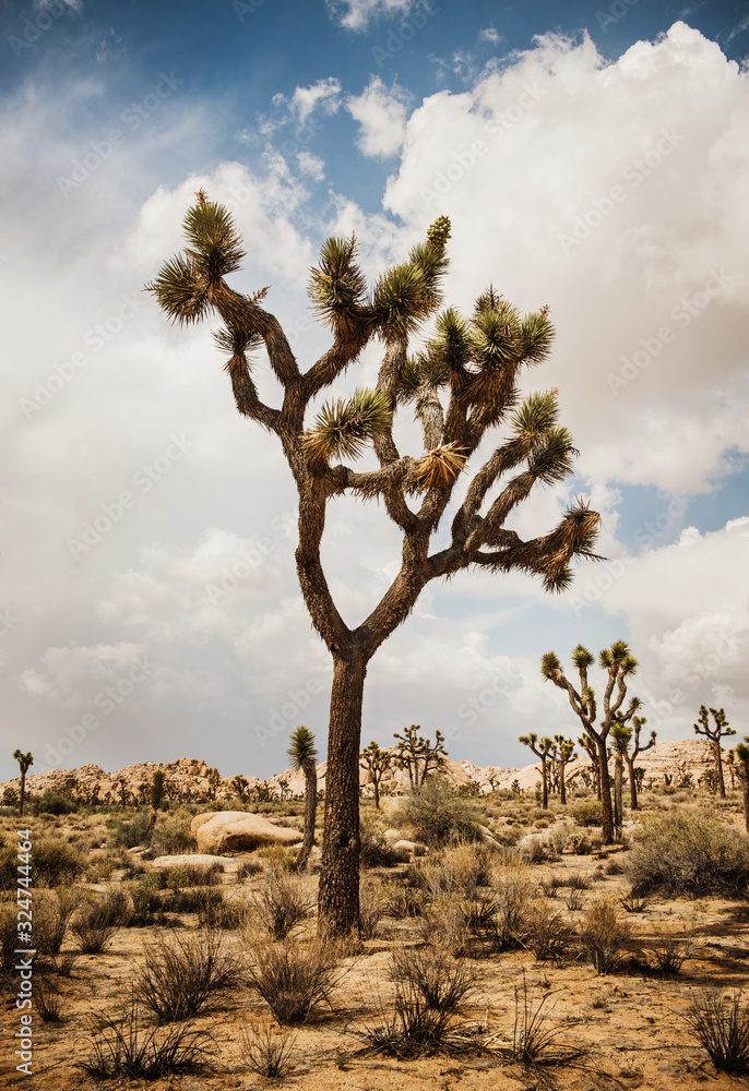 Landscape of Joshua Tree National Park, California Landscape of Joshua Tree National Park, California