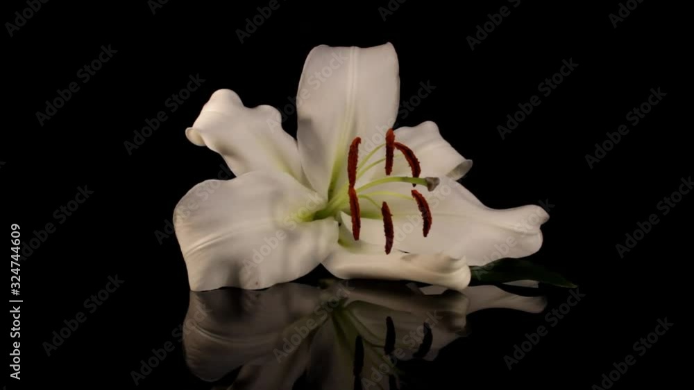beautiful white Lily on a black background beautiful white Lily on a black background