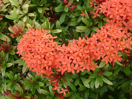 Clusters of tropical orange santan flowers, or santan ixora