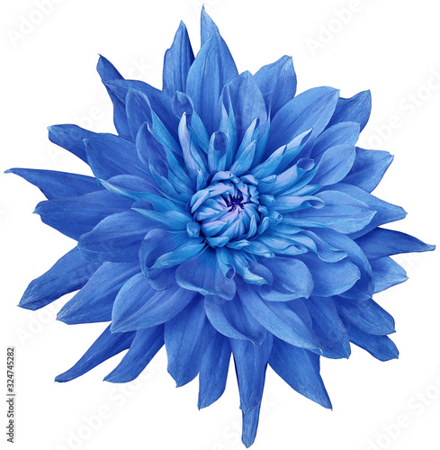 dahlia flower blue. Flower isolated on a white background. No shadows with clipping path. Close-up. Nature.
