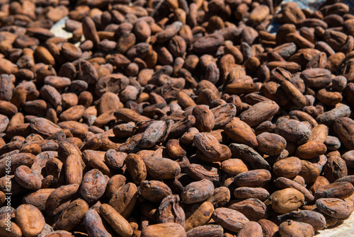 Fèves de cacao séchant au soleil dans la vallée de la Sambirano à Madagascar