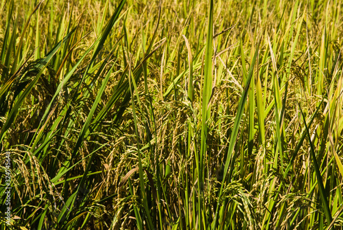 Plantation de riz dans la vallée de la Sambirano à Madagascar