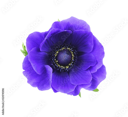 Valokuvatapetti Blue anemone flower and leaves