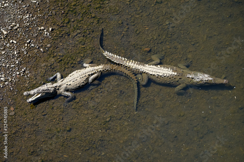 Beautiful Close up View of the Crocodiles  in the Tarcoles river in Costa Rica