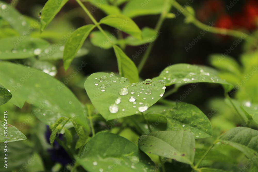 Close up shot of water drops on the single or lot of green leafs on the garden, rain drops on the single or lot of green leafs in the garden Close up shot of water drops on the single or lot of green leafs on the garden, rain drops on the single or lot of green leafs in the garden