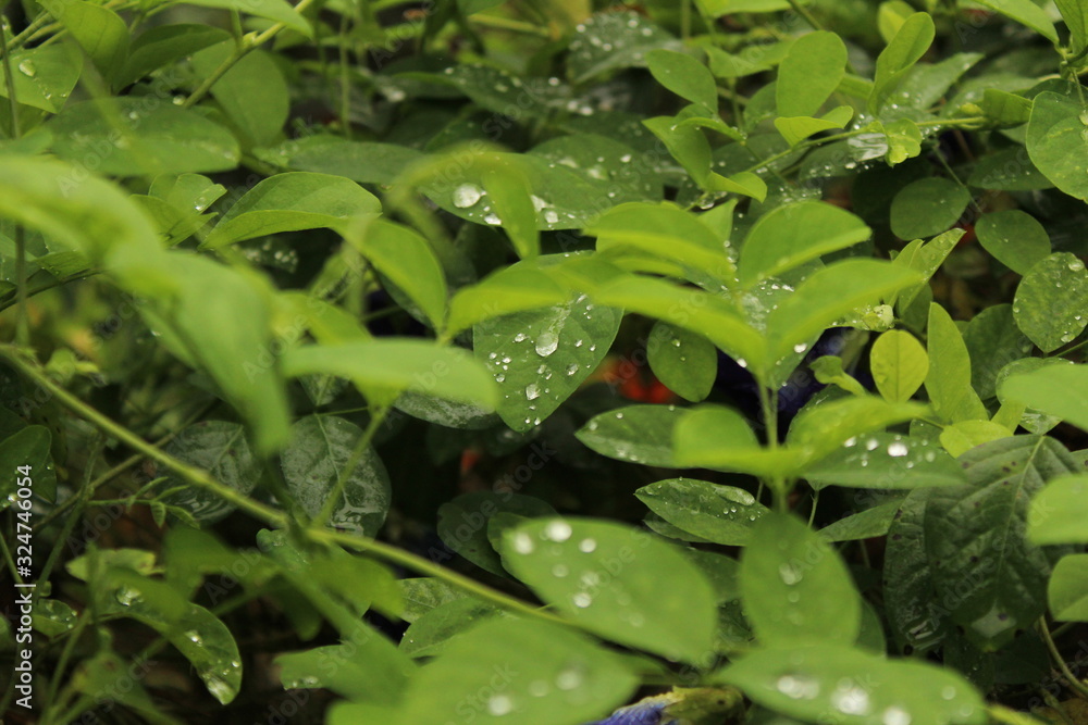 Close up shot of water drops on the single or lot of green leafs on the garden, rain drops on the single or lot of green leafs in the garden Close up shot of water drops on the single or lot of green leafs on the garden, rain drops on the single or lot of green leafs in the garden