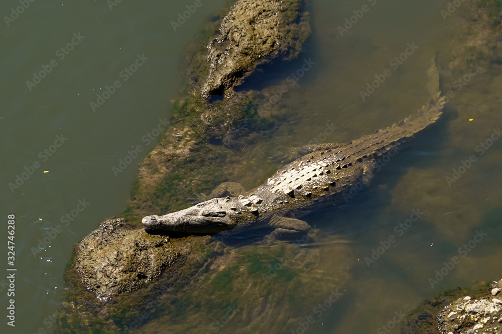 Obraz premium Beautiful Close up View of the Crocodiles in the Tarcoles river in Costa Rica