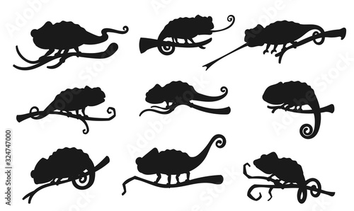 Chameleon vector silhouette icons. Exotic lizard reptiles, chameleon hunting with rolled out tongue sitting on tree branch, zoology park symbol
