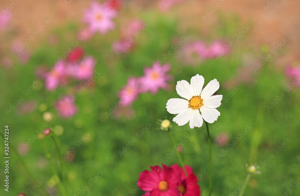 Fototapeta premium Closeup White cosmos flower blooming in the summer garden field in nature with sun rays