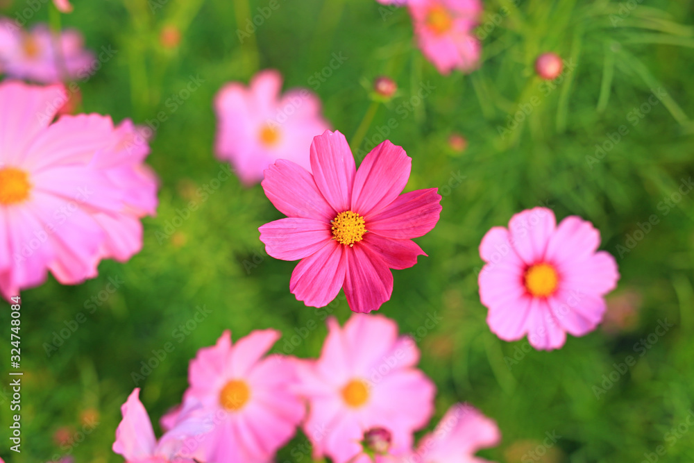 Beautiful cosmos flower blooming in garden field in nature. Above view Beautiful cosmos flower blooming in garden field in nature. Above view