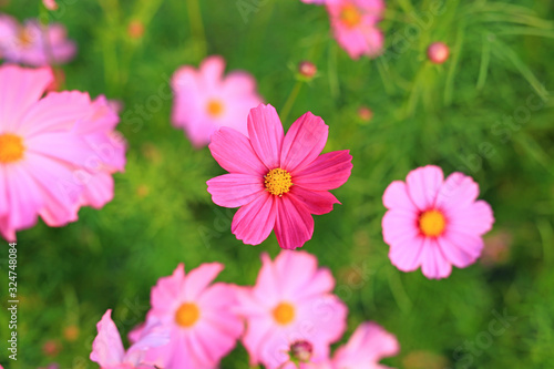 Beautiful cosmos flower blooming in garden field in nature. Above view