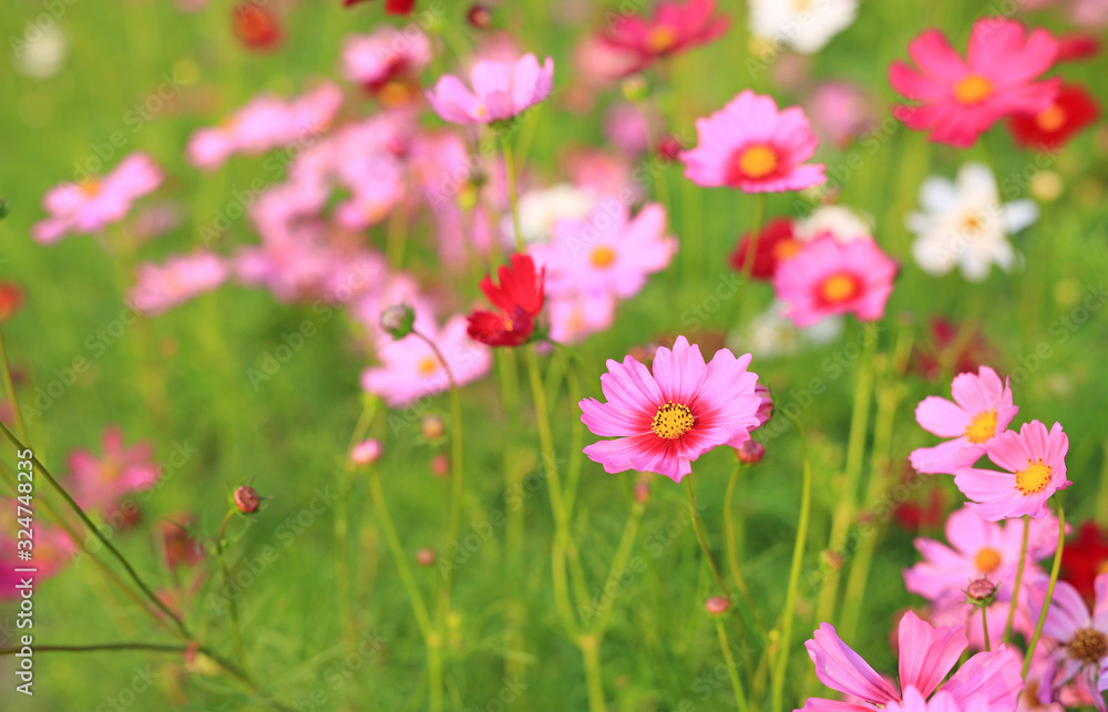 Beautiful cosmos flower blooming in the summer garden field in nature. Beautiful cosmos flower blooming in the summer garden field in nature.