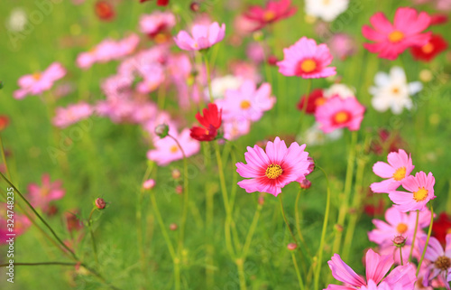 Beautiful cosmos flower blooming in the summer garden field in nature.