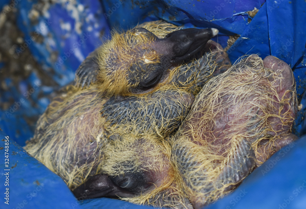 Baby Pigeons together