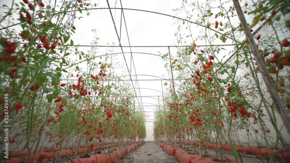 Dolly shot, red tomato in organic farm Dolly shot, red tomato in organic farm