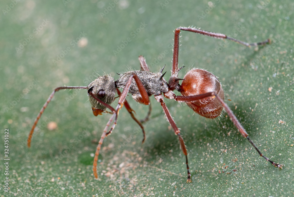 Macro Photo of Ant on Green Leaf Macro Photo of Ant on Green Leaf