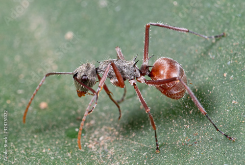 Macro Photo of Ant on Green Leaf © backiris