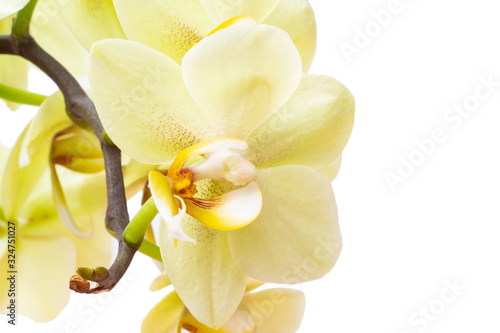 Green orchid flower isolated on white background. Macro soft focus