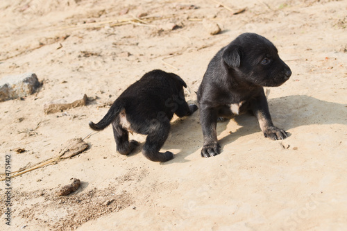 Two black puppies on sand