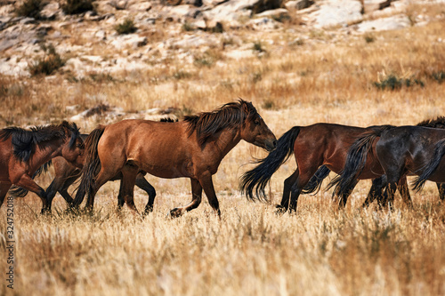Valokuva Mongolian horse in Mongolian steppe. Symbol of nomadic life.