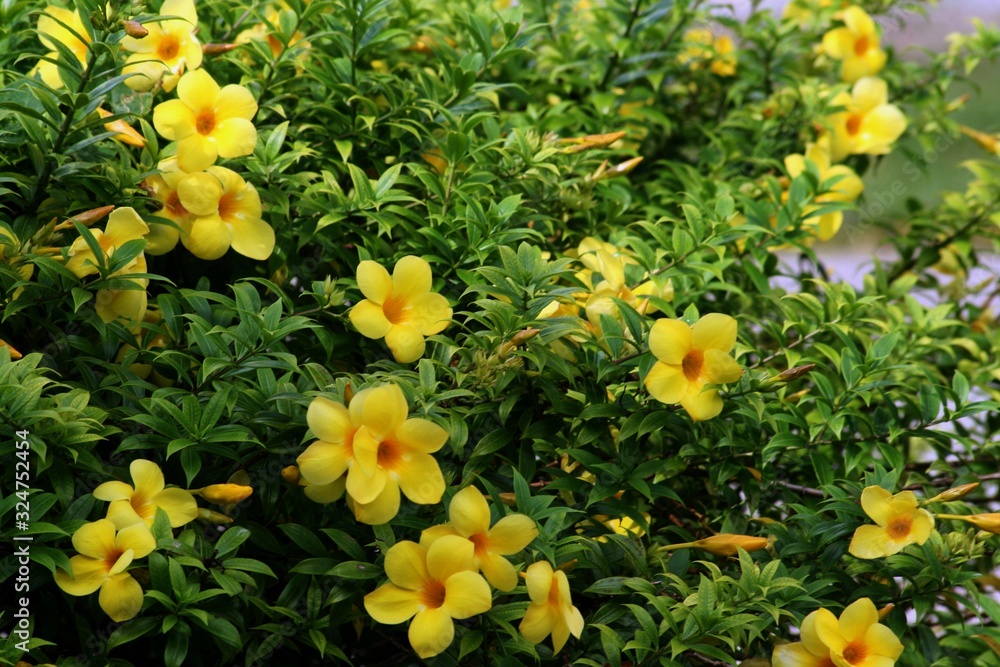 Beautiful yellow bell flowers in a garden