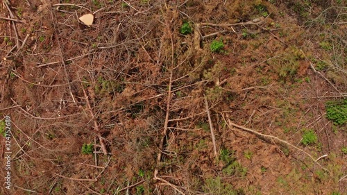 Wallpaper Mural Aerial top down shot over fresh clear cut patch from the logging industry. Torontodigital.ca