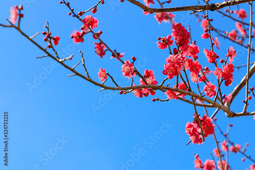 梅（plum）：Prunus mume	