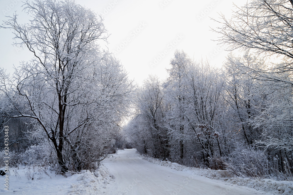 Snow covered trees in a winter forest and white road between them Snow covered trees in a winter forest and white road between them