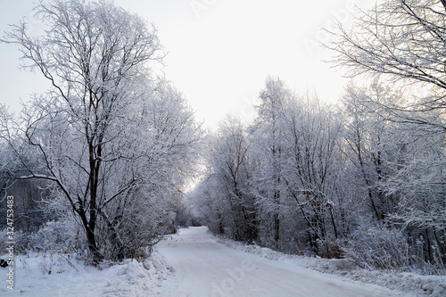 Snow covered trees in a winter forest and white road between them