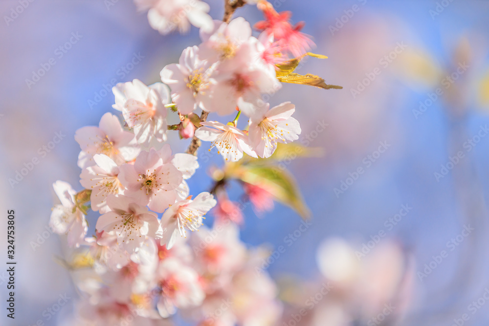 寒桜（カンザクラ）