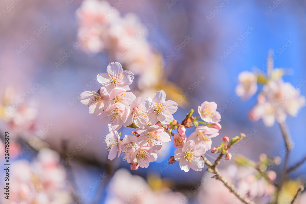 寒桜(カンザクラ) 寒桜(カンザクラ)