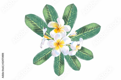 Water color painting of plumeria flower on isolation background.
