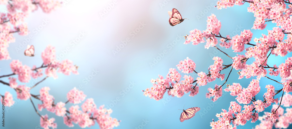 Fototapeta Branch of the blossoming sakura and three butterflies