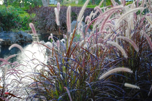 Thick patch of colorful grass flowers in a garden photo