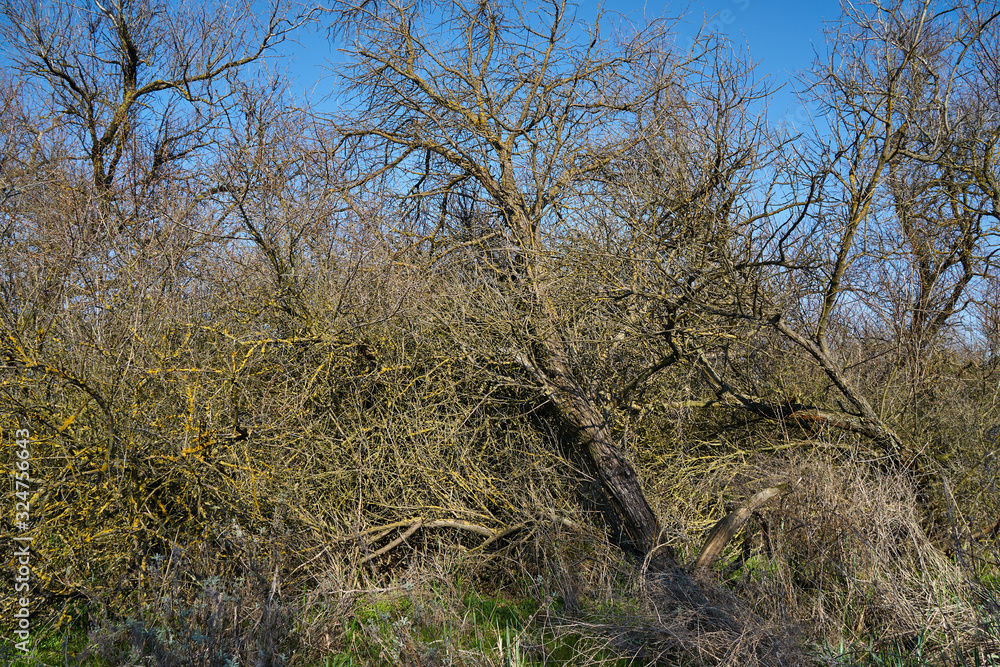 Image of trees felled by hurricane. Image of trees felled by hurricane.