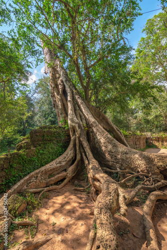View of tree root with clear blue sky, Ta Prohm temple ruins, Angkor, Cambodia.