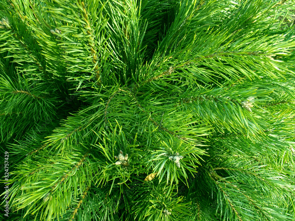 Christmas tree branches. Christmas tree branches.