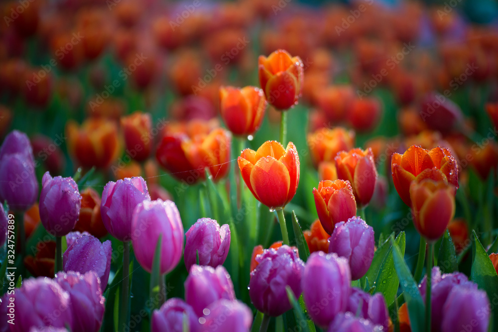The scenery of close-up tulip flower in Chiang Rai, Thailand.