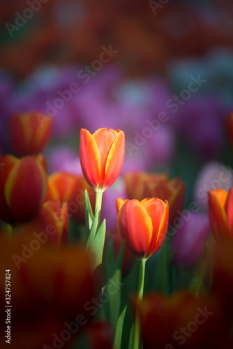 The scenery of close-up tulip flower in Chiang Rai  Thailand.