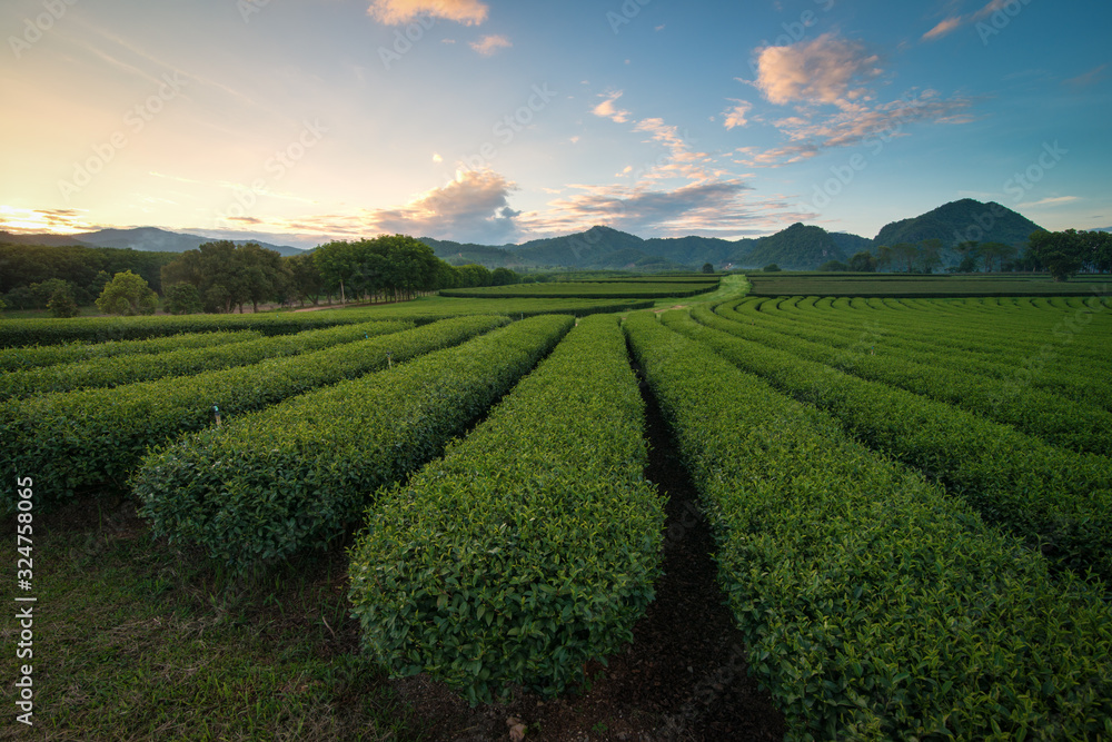 The beautiful scenery of the row of tea plantation with a beautiful sky in Chiang Rai, Thailand.